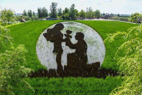 沈北稻田画进入最佳观赏期