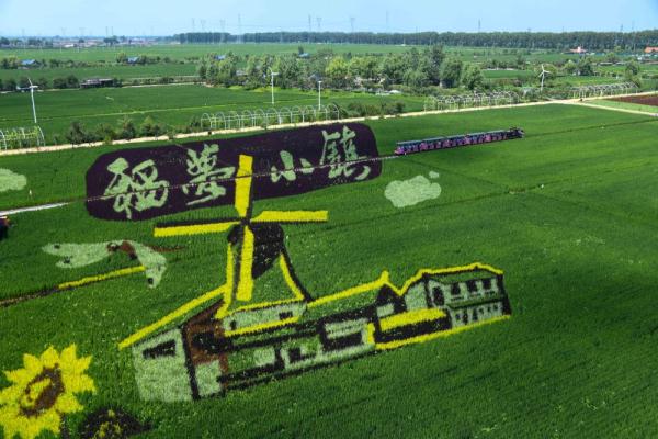 沈北稻田画进入最佳观赏期