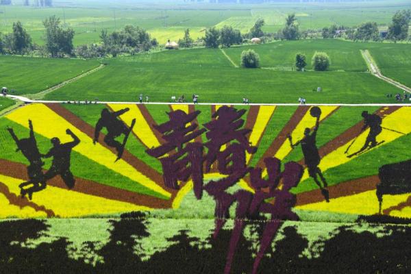 沈北稻田画进入最佳观赏期