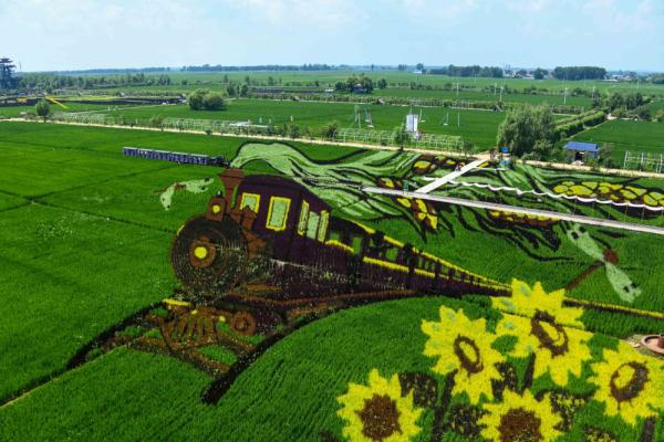 沈北稻田画进入最佳观赏期