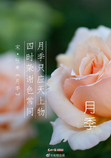 古诗词里的花有多美