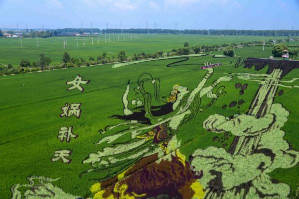 沈北稻田画进入最佳观赏期
