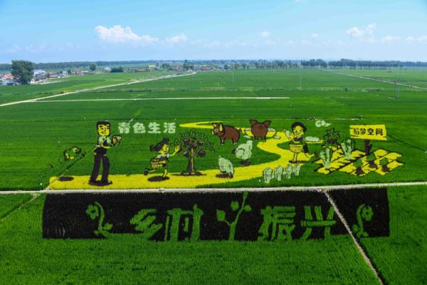 沈北稻田画进入最佳观赏期
