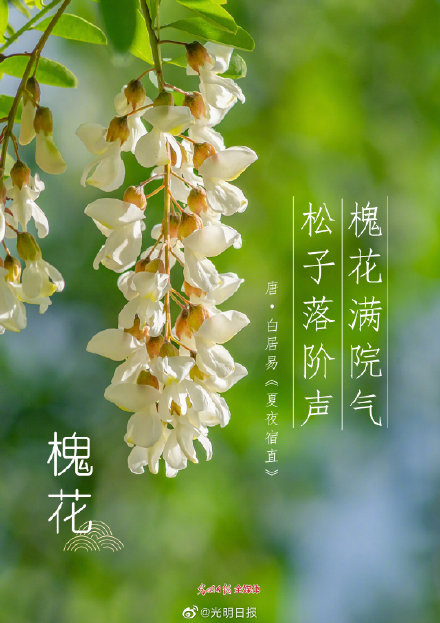 古诗词里的花有多美