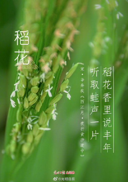 古诗词里的花有多美