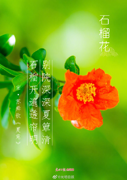 古诗词里的花有多美