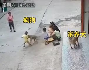 疯狗扑咬小童，家犬疾驰相护 →