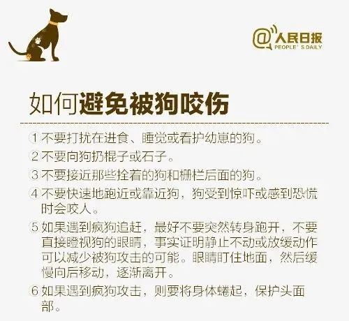 疯狗扑咬小童，家犬疾驰相护 →