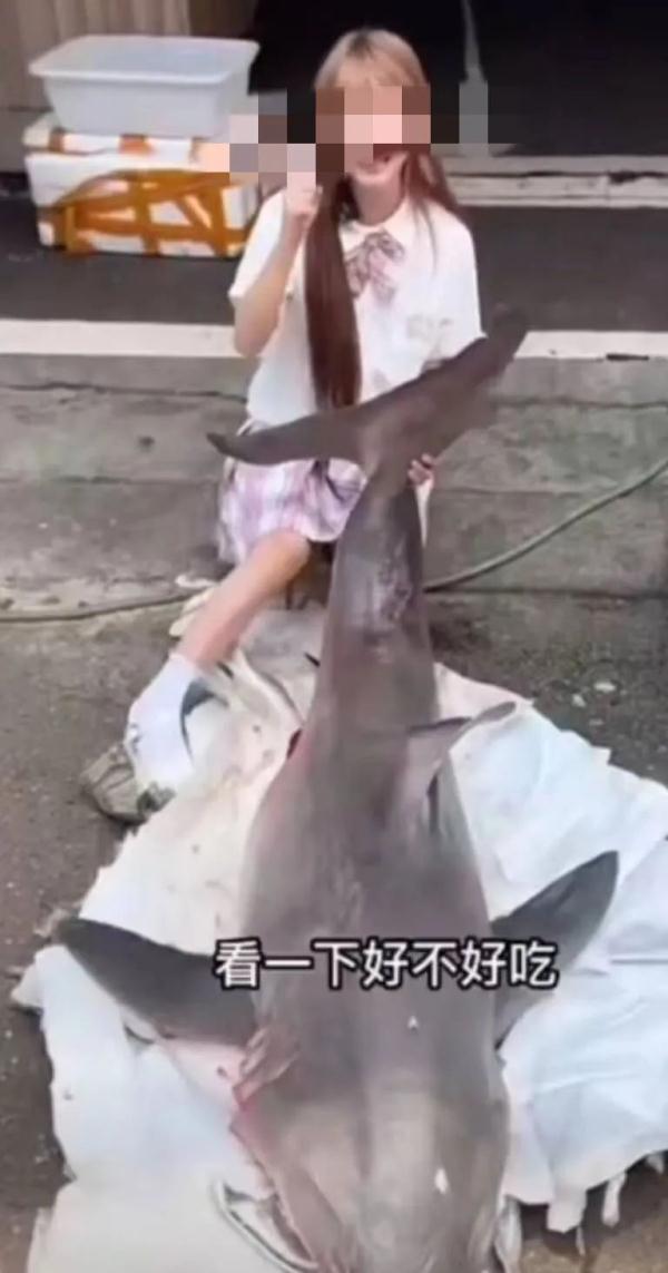 网红吃的二级保护动物“大白鲨”来自福建沿海，相关人员已被警方控制