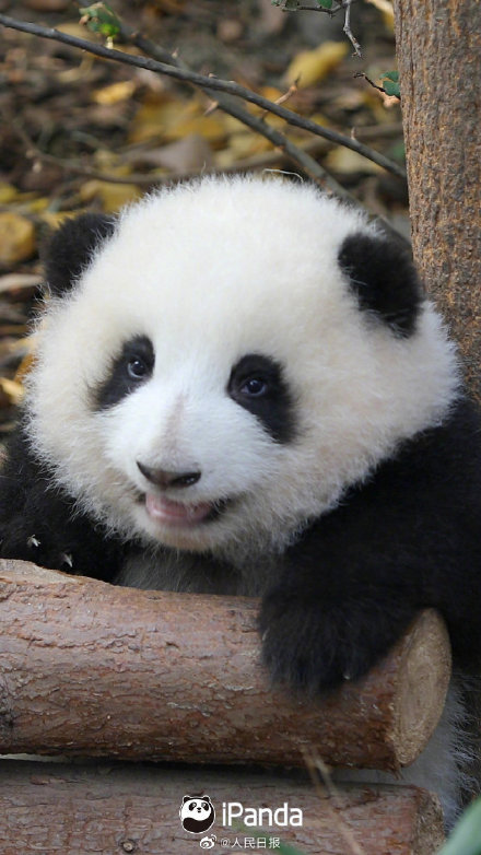 大熊猫表情九连拍,太可爱啦