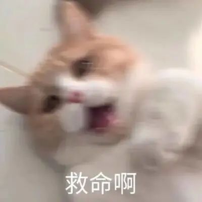 报!北极都可以穿短袖了 报!北极都可以穿短袖了