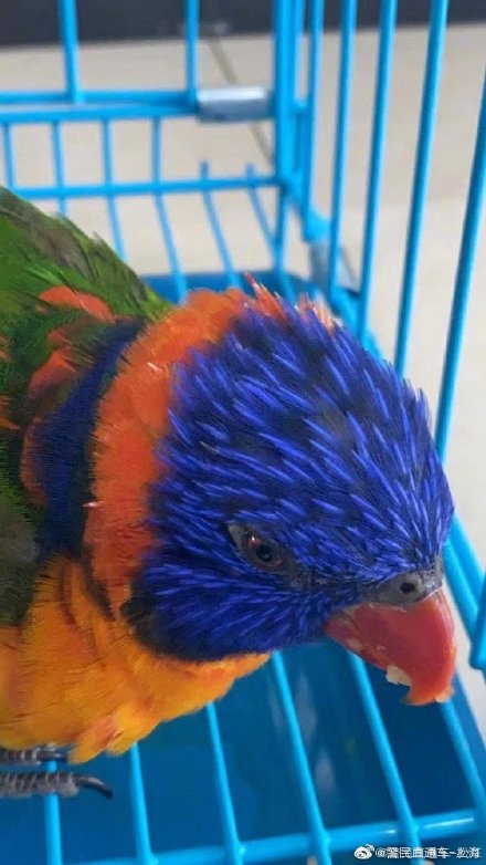 国家二级保护动物！警民携手救助受惊虹彩吸蜜鹦鹉