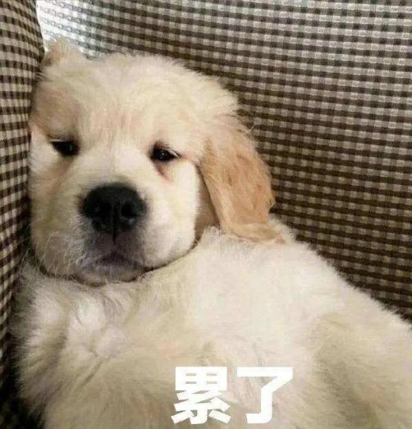 报!北极都可以穿短袖了 报!北极都可以穿短袖了