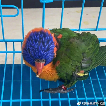 国家二级保护动物！警民携手救助受惊虹彩吸蜜鹦鹉