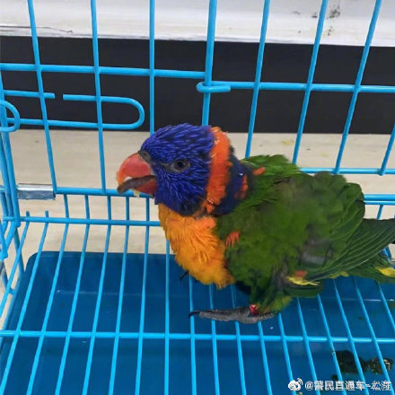 国家二级保护动物！警民携手救助受惊虹彩吸蜜鹦鹉