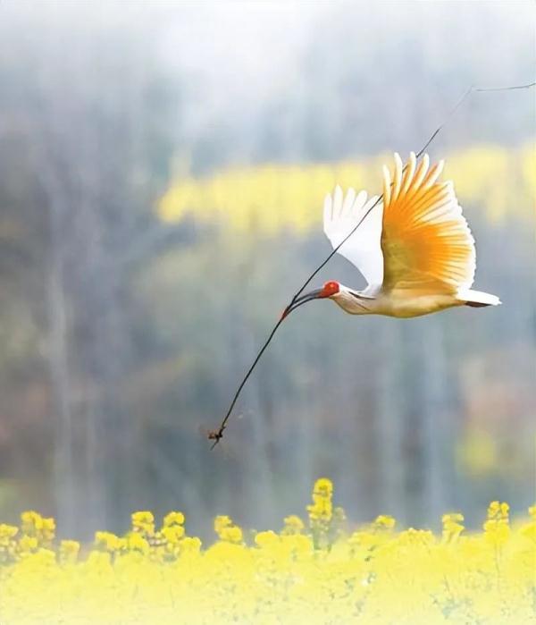 人民日报特别报道 | 陕西:呵护秦岭生态 展现自然之美 人民日报特别报道 | 陕西:呵护秦岭生态 展现自然之美