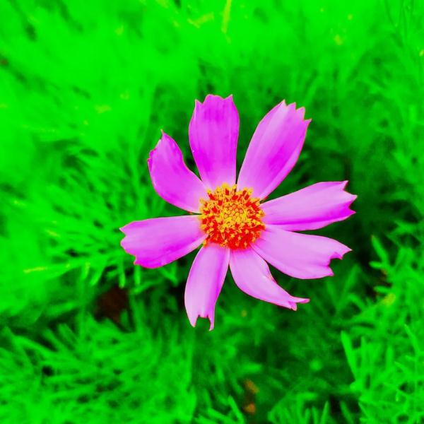 雨后的冰沟河,云雾缭绕,仙气十足! 雨后的冰沟河,云雾缭绕,仙气十足!