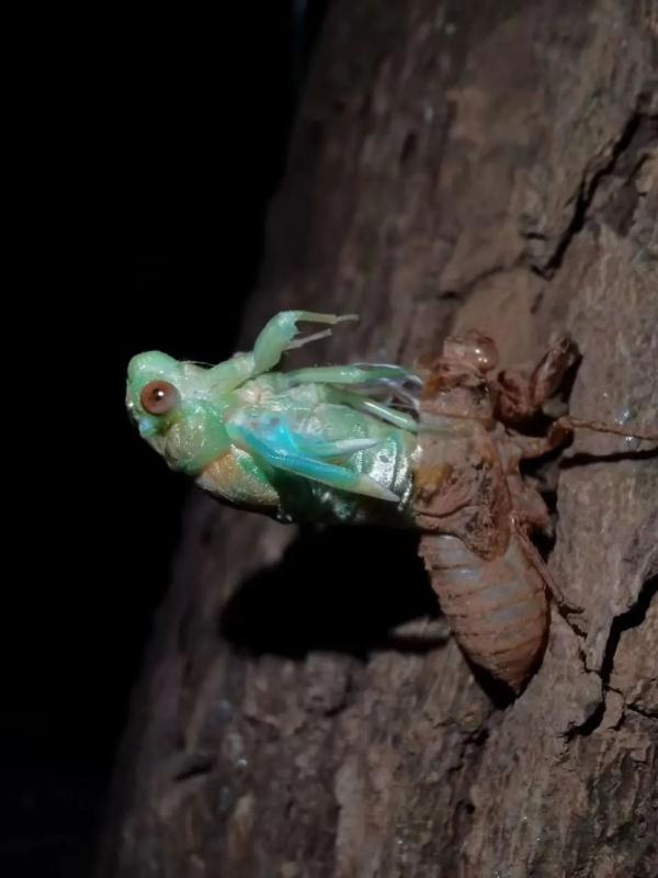 今夏鸣蝉特别多？这是为什么？