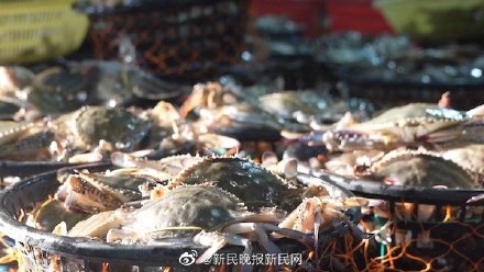 上海梭子蟹上市第一天秒抢空