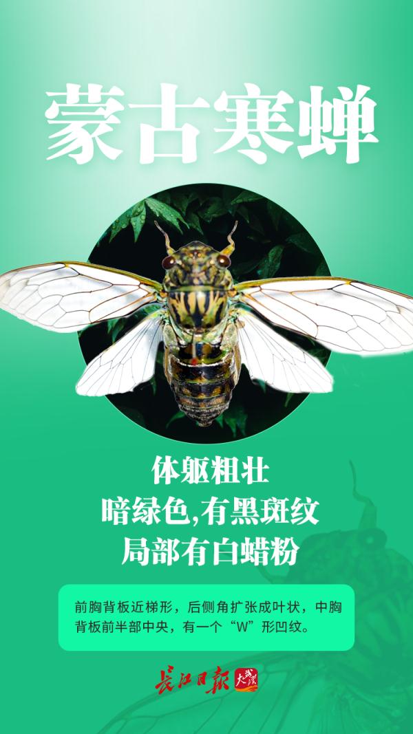 今夏鸣蝉特别多？这是为什么？