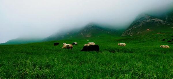 雨后的冰沟河,云雾缭绕,仙气十足! 雨后的冰沟河,云雾缭绕,仙气十足!