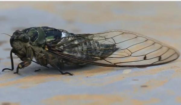 今夏鸣蝉特别多？这是为什么？