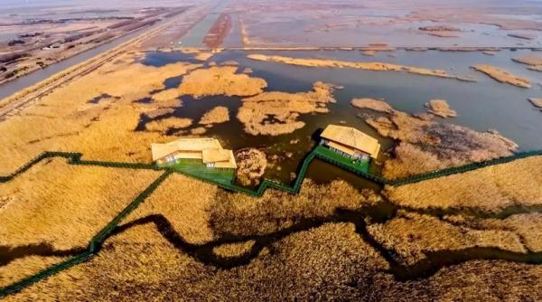 崇明撑起“生态保护伞”：东滩飞来“稀客”、上海水牛从濒临灭绝到现存600多头