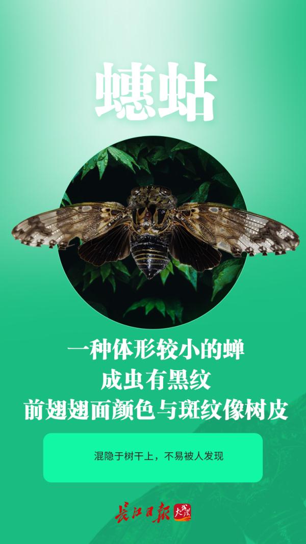 今夏鸣蝉特别多？这是为什么？