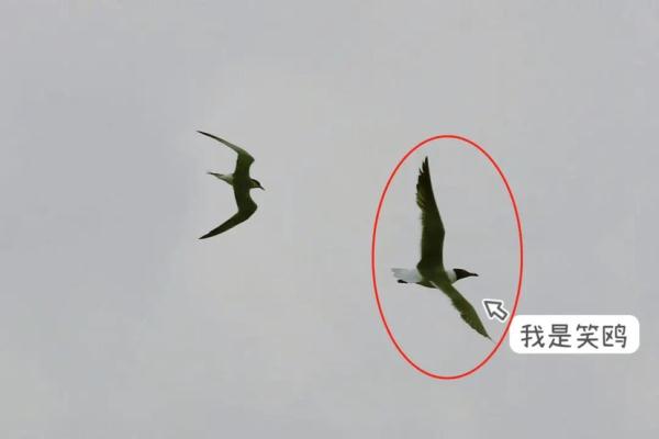 崇明撑起“生态保护伞”：东滩飞来“稀客”、上海水牛从濒临灭绝到现存600多头