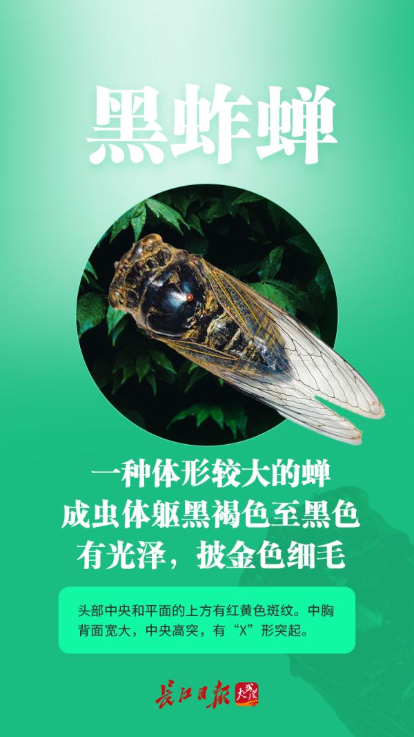 今夏鸣蝉特别多？这是为什么？