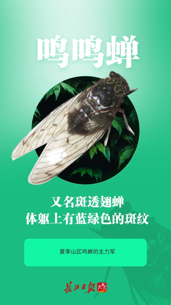 今夏鸣蝉特别多？这是为什么？