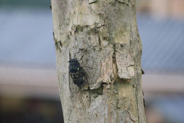 今夏鸣蝉特别多？这是为什么？