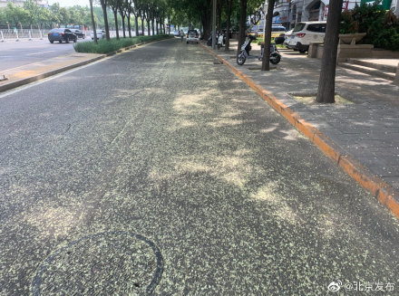 京城“槐花雨”下个不停，今年国槐为何开得这样盛？