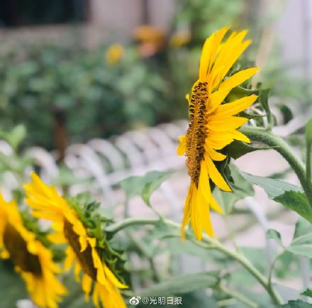 植物生长素运转机制揭秘 向日葵为何总向阳？