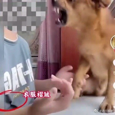 疑虐待网红小狗主人回应 疑虐待网红小狗主人回应