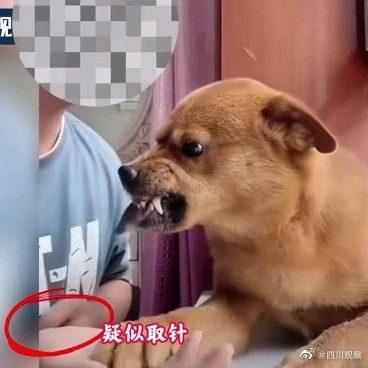 疑虐待网红小狗主人回应 疑虐待网红小狗主人回应