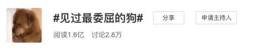 它的表情包你一定用过！宠物博主疑似虐狗，网友：怒了...