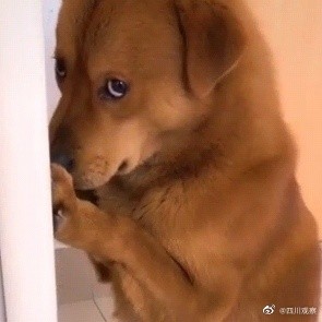 疑虐待网红小狗主人回应 疑虐待网红小狗主人回应