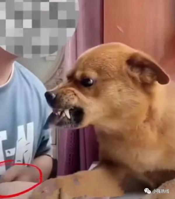 它的表情包你一定用过！宠物博主疑似虐狗，网友：怒了...