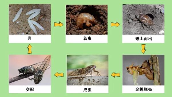 掉在地上的蝉是“热坏了”？其实原因是……