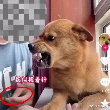 疑虐待网红小狗主人回应 疑虐待网红小狗主人回应