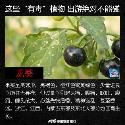 小心!这些"有毒"植物