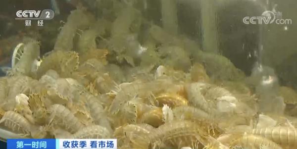 嚯～浙江人爱吃的这口海鲜，价格腰斩！！