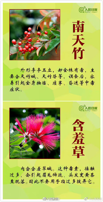 科普:哪些观赏植物不可食用 科普:哪些观赏植物不可食用