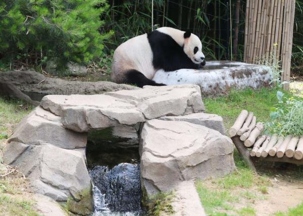 夏日炎炎桑拿天，旅韩大熊猫在韩国过得怎么样？