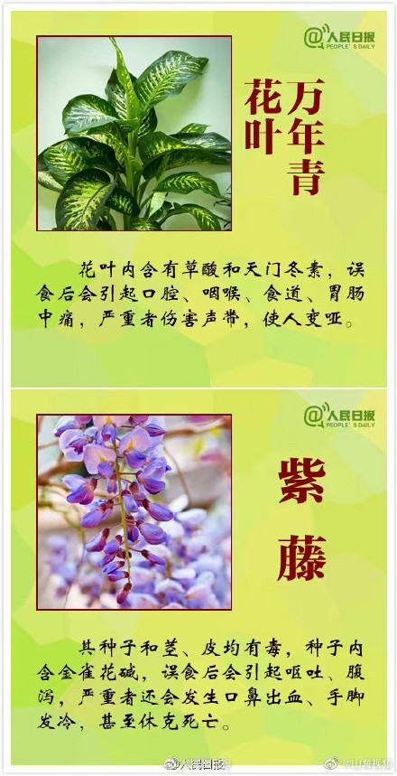 科普:哪些观赏植物不可食用 科普:哪些观赏植物不可食用