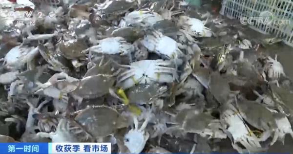 嚯～浙江人爱吃的这口海鲜，价格腰斩！！