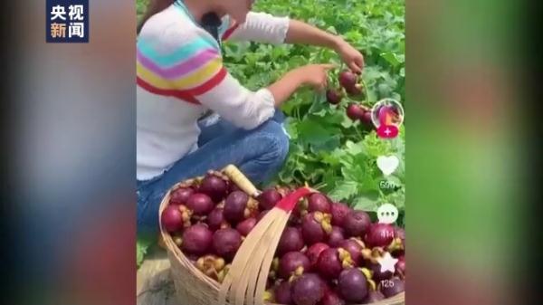 违反常识追求流量 农产品带货直播乱象丛生