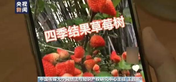 违反常识追求流量 农产品带货直播乱象丛生