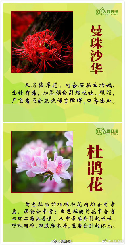 科普:哪些观赏植物不可食用 科普:哪些观赏植物不可食用